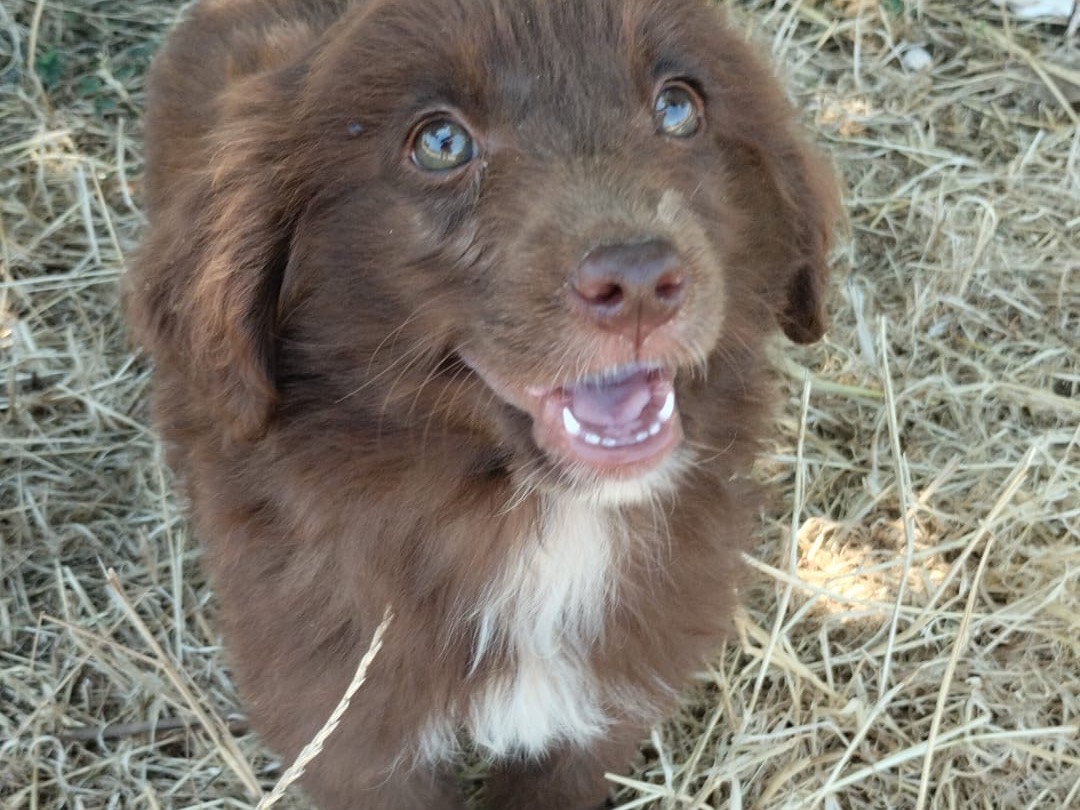 Adotta un cane, femmina, 3 mesi, Vibo