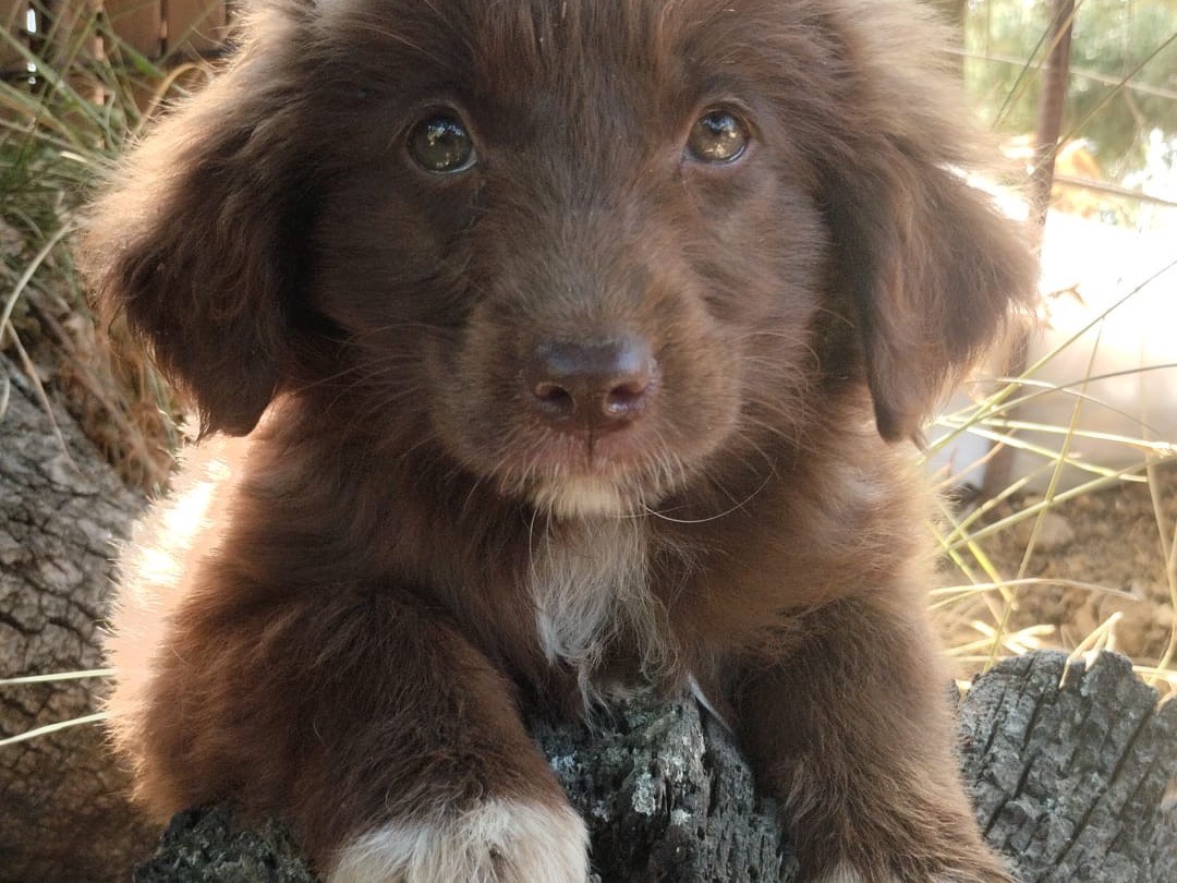 Adotta un cane, taglia media, femmina, Vibo