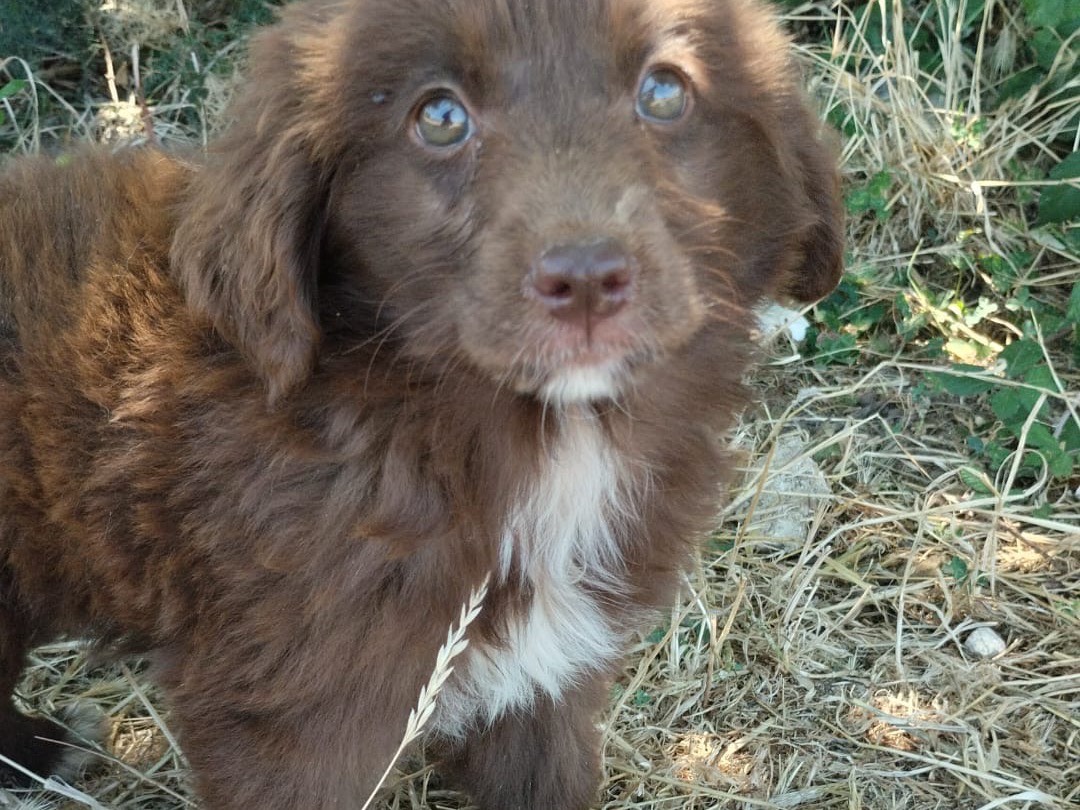 Adotta il cane Atena a Vibo