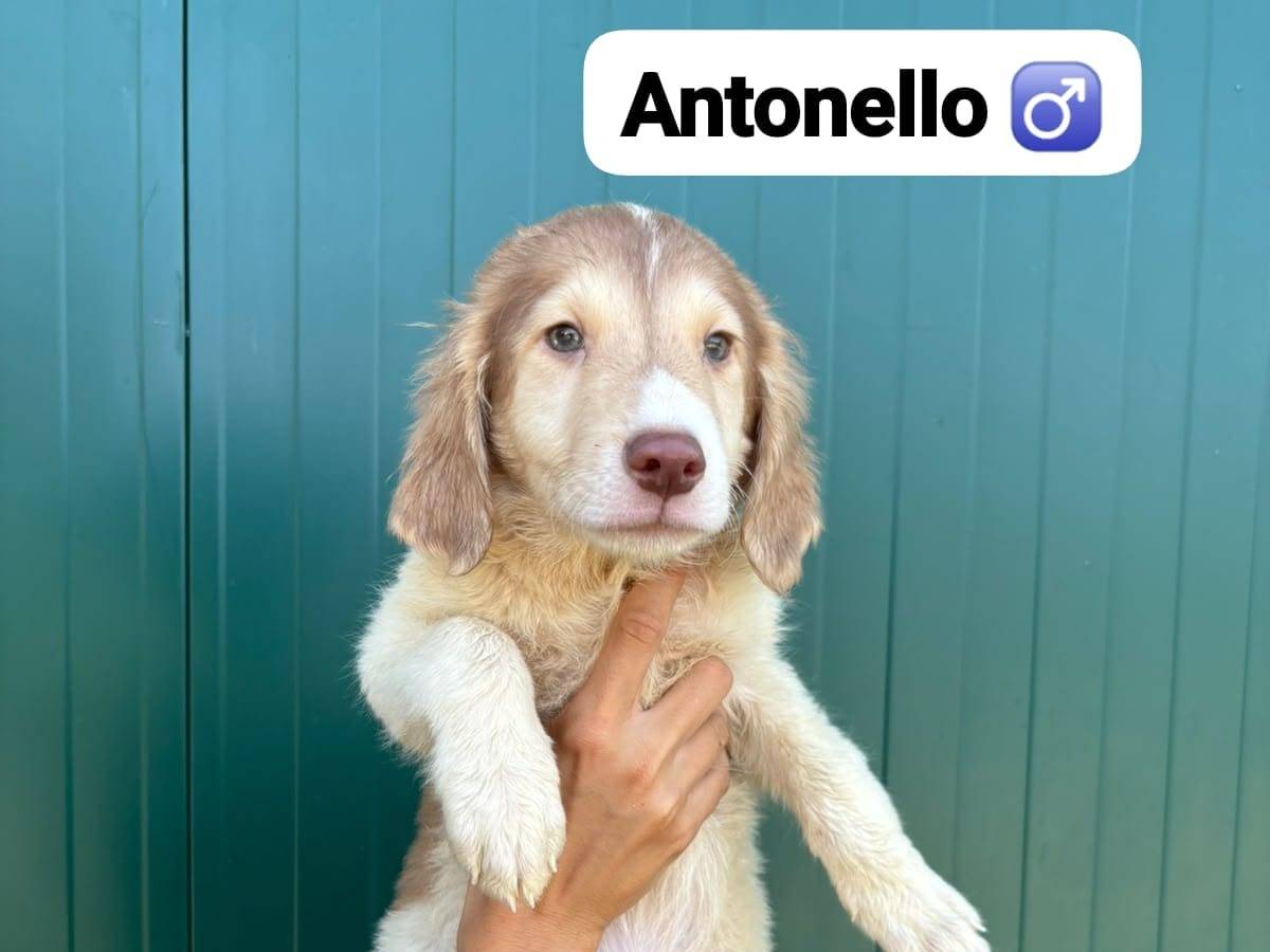 Adozione cane, maschio, Razza sconosciuta Razza sconosciuta, 3 mesi, taglia media, Pisa