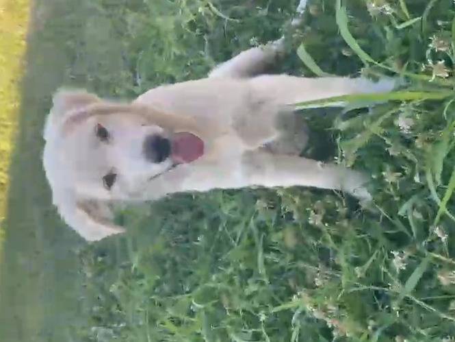 Adozione cane, maschio, Razza sconosciuta Razza sconosciuta, 6 mesi, taglia media, Pescara