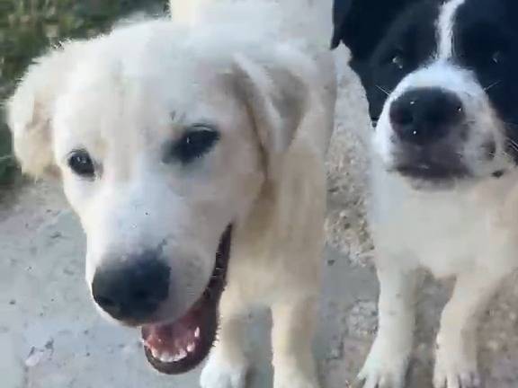Vuoi adottare un cane a Pescara?