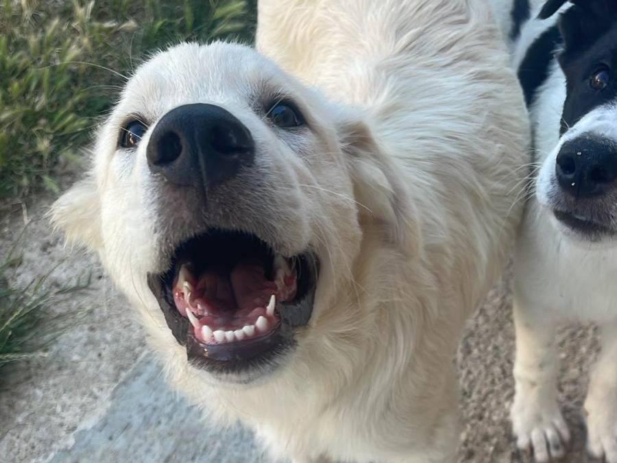 Adotta il cane FRUF a Pescara