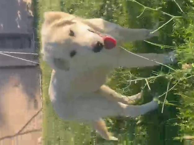 Adotta un cane, maschio, 6 mesi, Pescara
