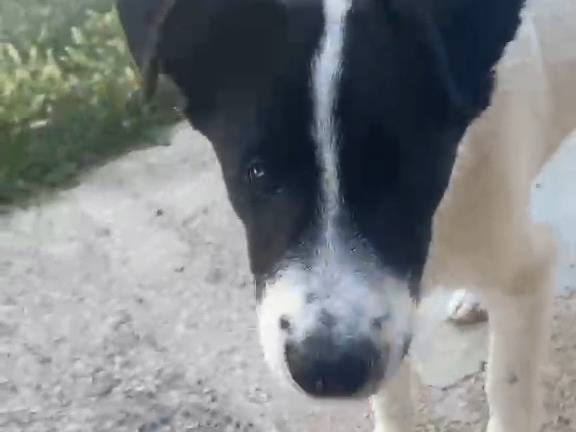Adotta un cane, taglia media, maschio, Pescara