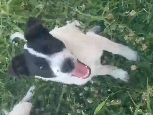 Adozione cane, maschio, Razza sconosciuta Razza sconosciuta, 6 mesi, taglia media, Pescara