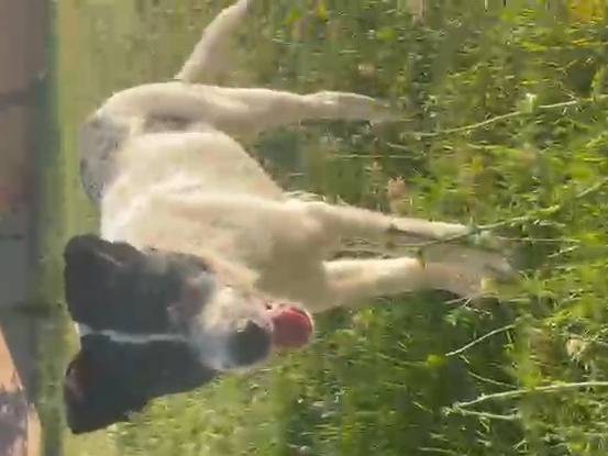 Adotta un cane, maschio, 6 mesi, Pescara