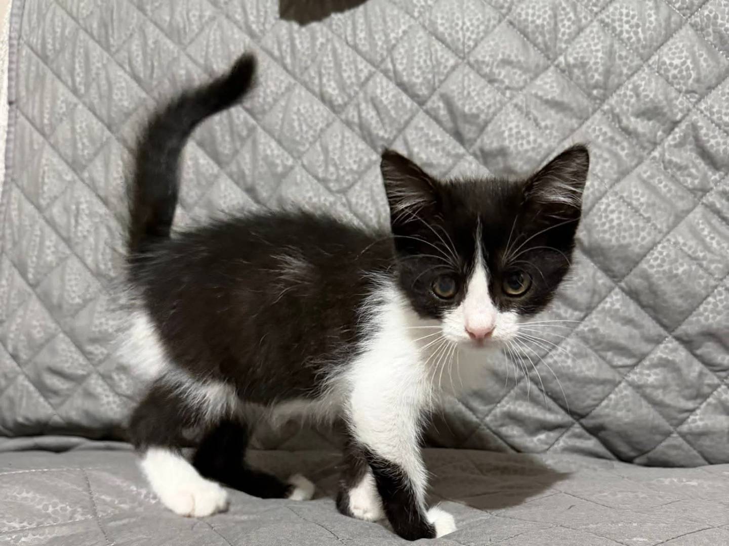 Adozione gatto, femmina, Razza sconosciuta Razza sconosciuta, 2 mesi, taglia non valida, Latina