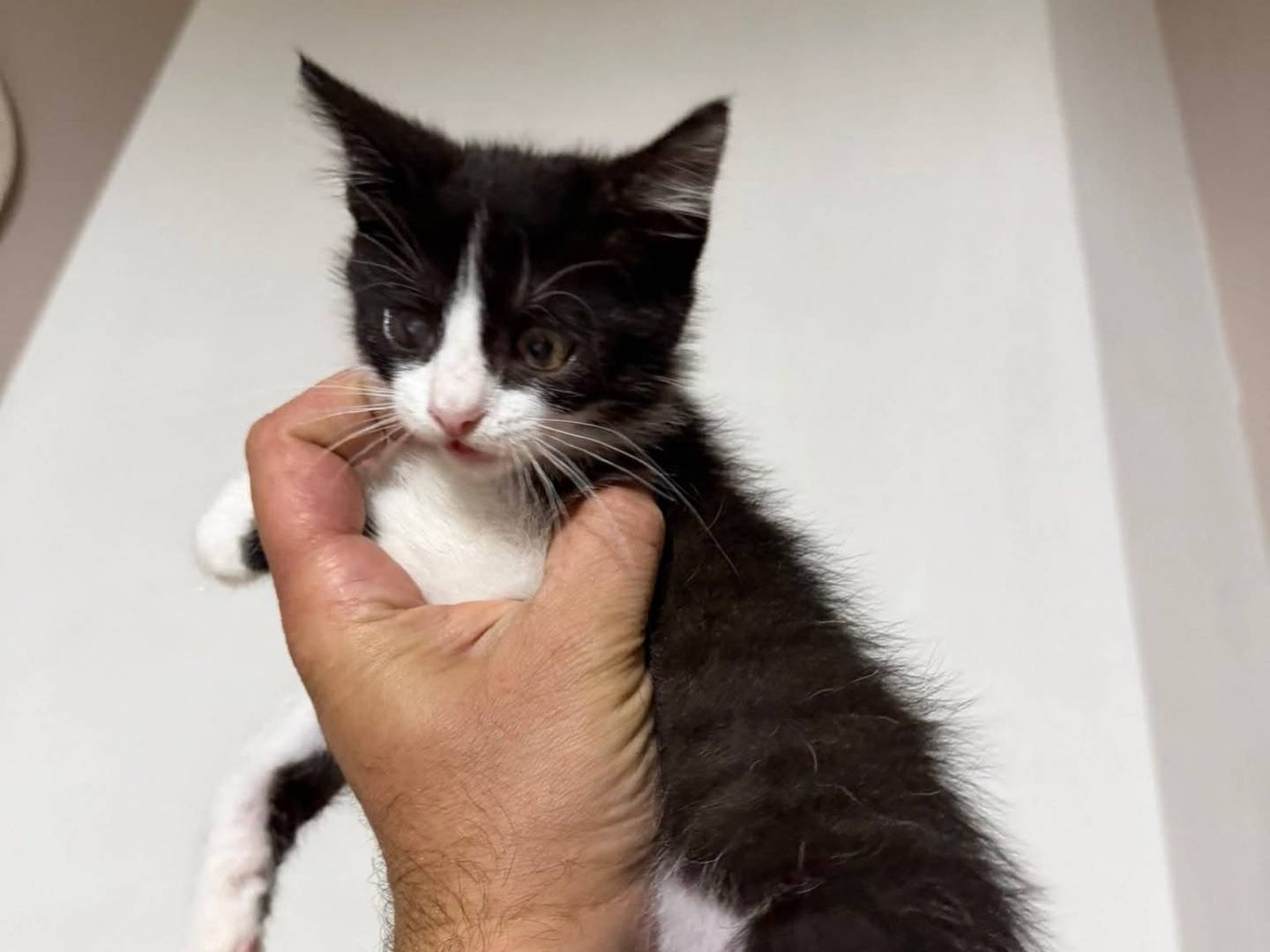 Adotta un gatto, femmina, 2 mesi, Latina