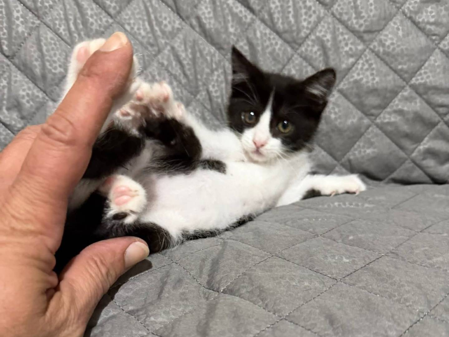 Adotta un gatto, taglia non valida, femmina, Latina
