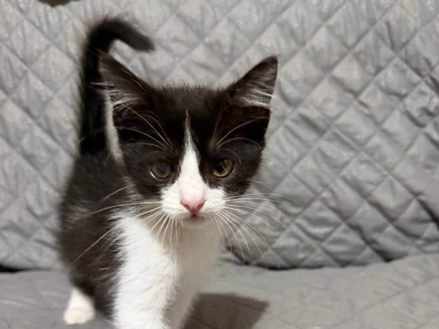 Vuoi adottare un gatto a Latina?