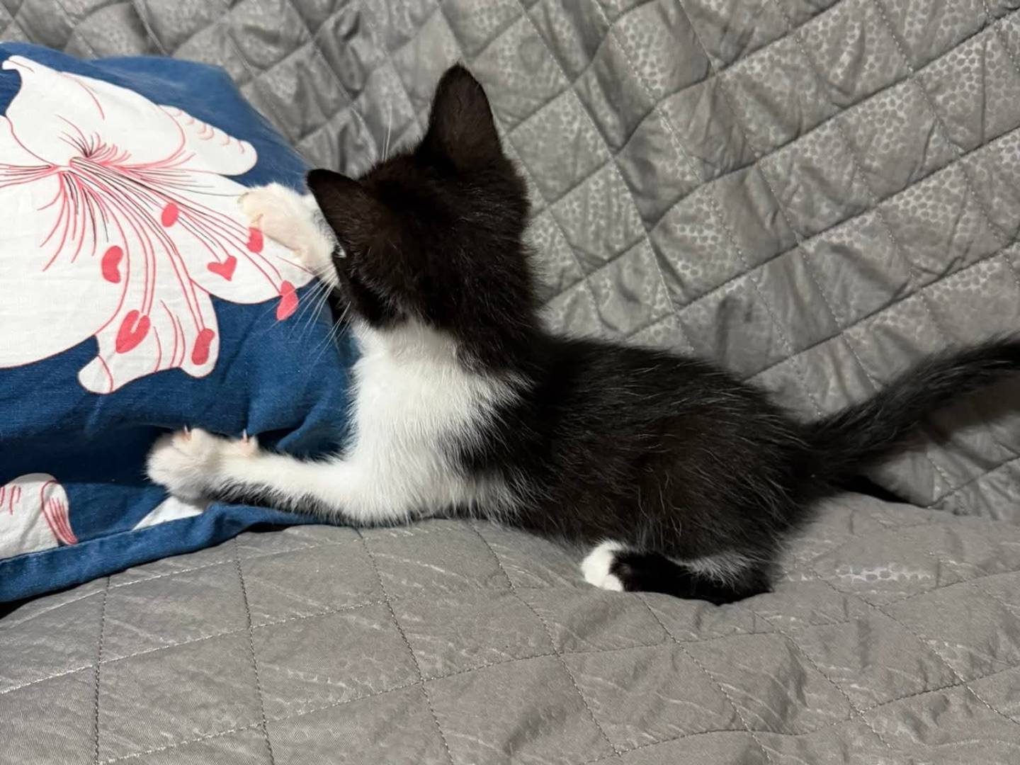Adotta il gatto Felicia  a Latina