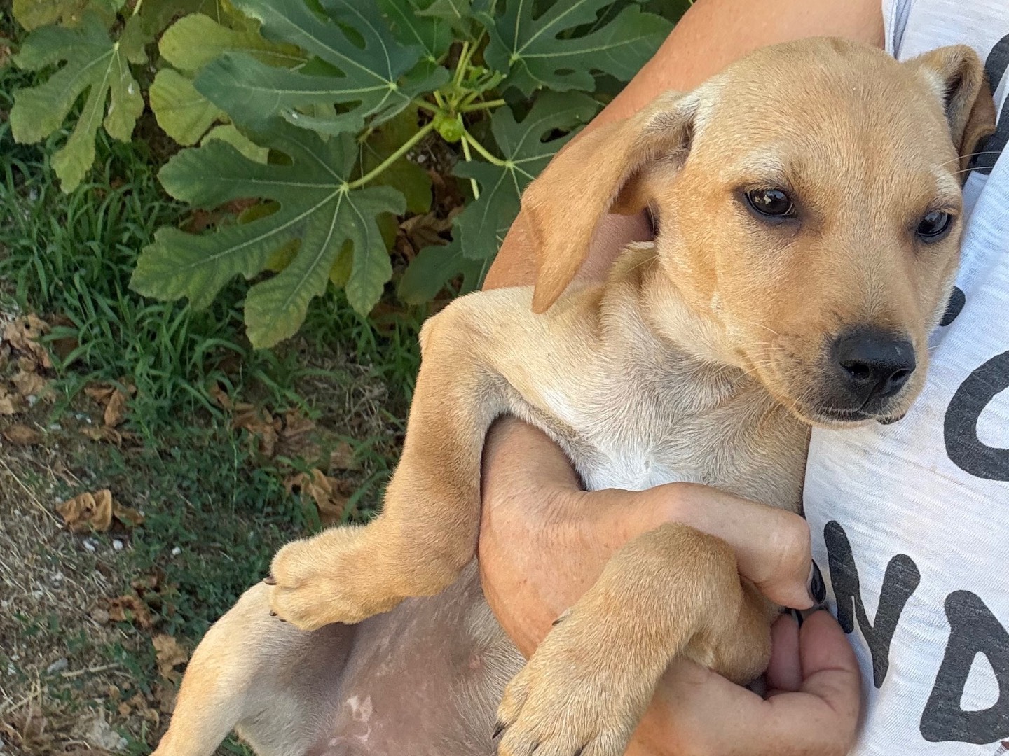 Adotta un cane, taglia piccola, femmina, Latina