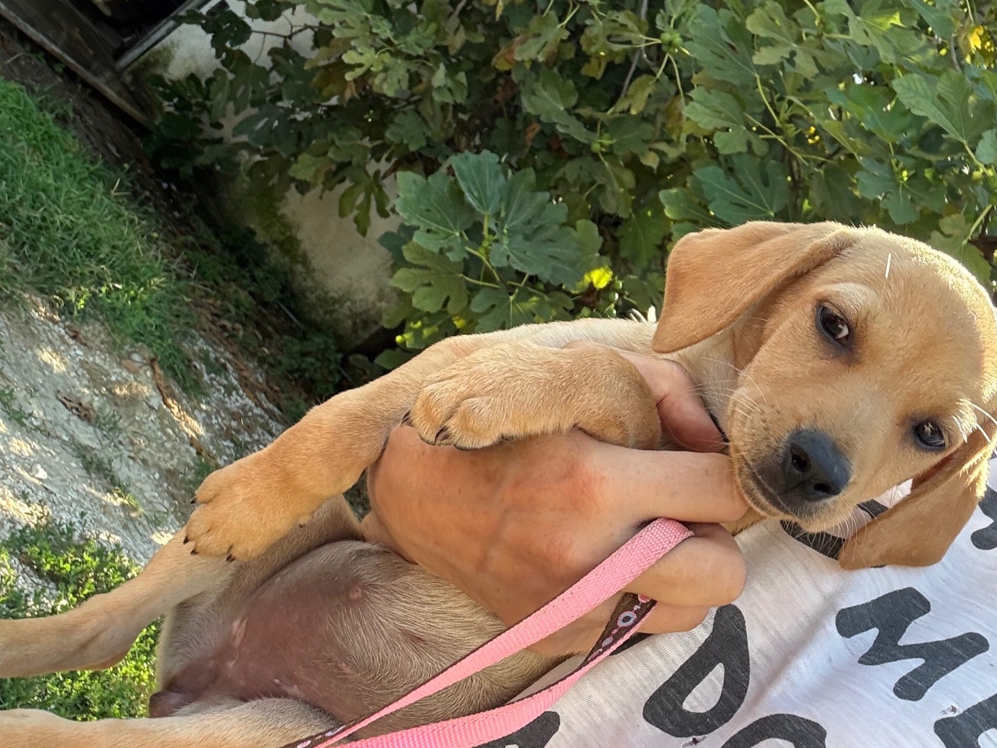 Adozione cane, femmina, Razza sconosciuta Razza sconosciuta, 3 mesi, taglia piccola, Latina