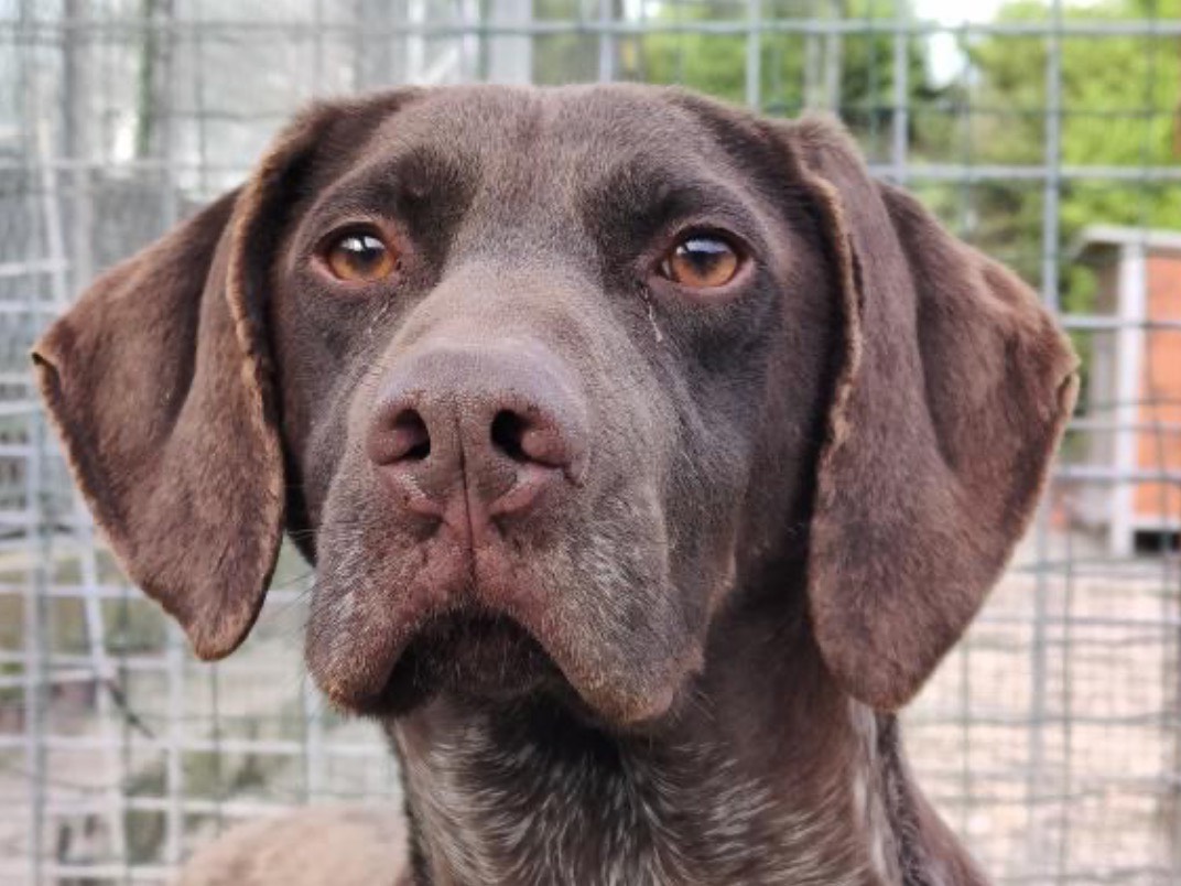 Adozione cane, maschio, Razza sconosciuta Razza sconosciuta, 7 anni e 1 mese, taglia media, Milano