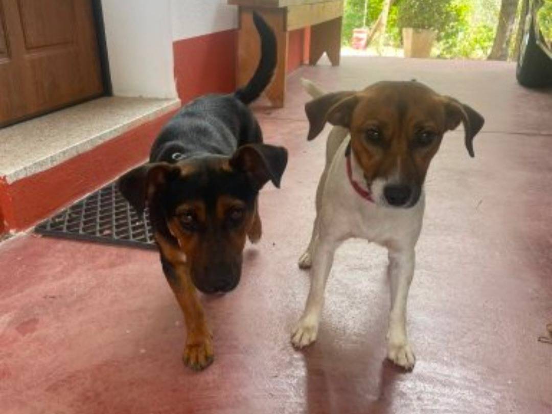 Adotta un cane, taglia piccola, maschio, Nuoro