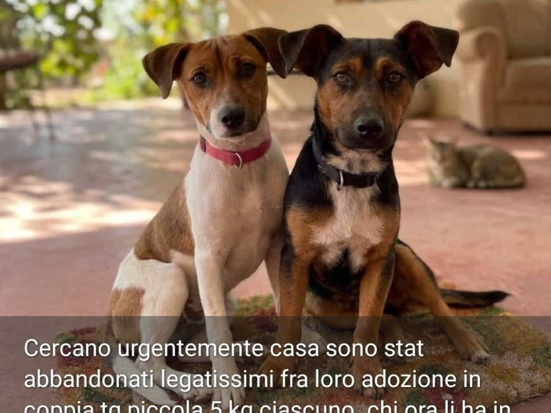 Adozione cane, maschio, Razza sconosciuta Razza sconosciuta, 1 anno, taglia piccola, Nuoro
