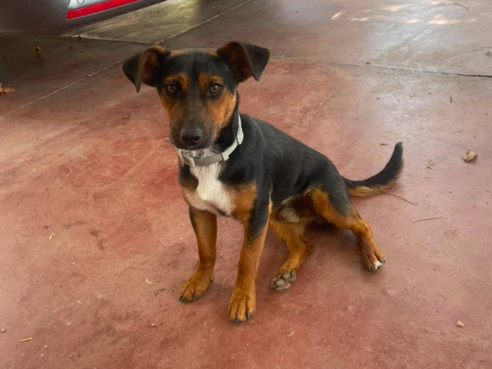 Vuoi adottare un cane a Nuoro?