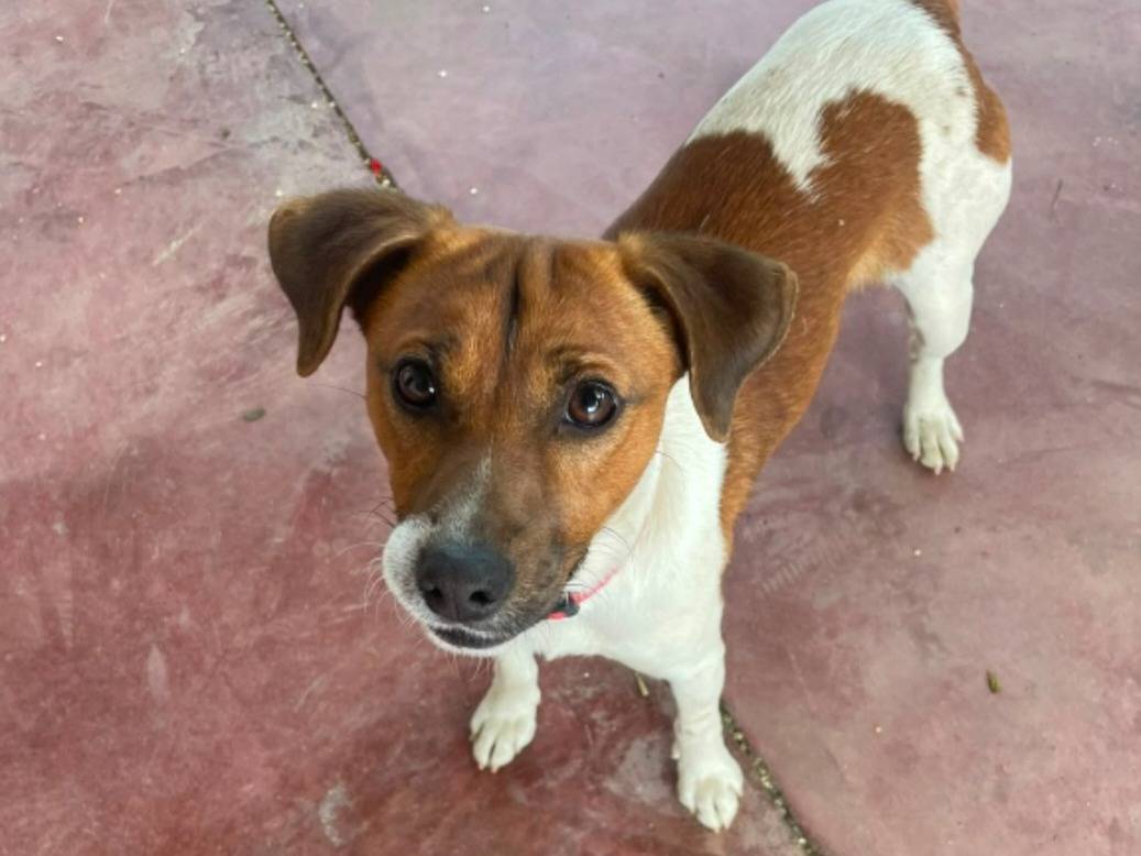 Adotta il cane Tommy e Simmy a Nuoro