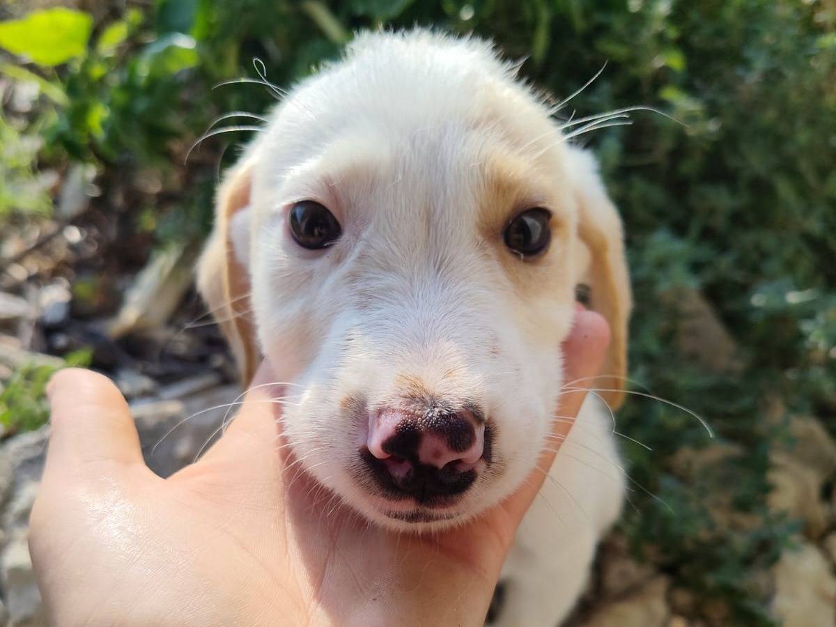 Adozione cane, femmina, Razza sconosciuta Razza sconosciuta, 3 mesi, taglia media, Catanzaro