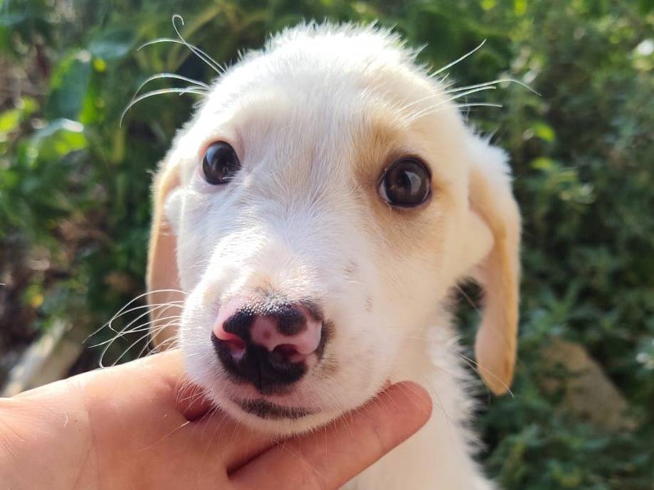 Adotta un cane, femmina, 3 mesi, Catanzaro