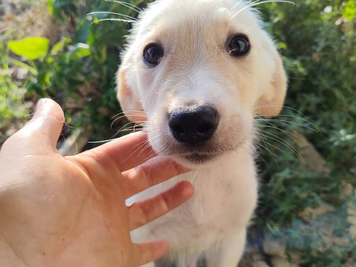 Adotta un cane, femmina, 3 mesi, Catanzaro