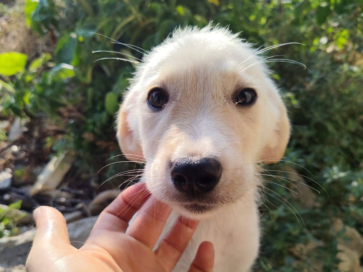 Adotta un cane, taglia media, femmina, Catanzaro