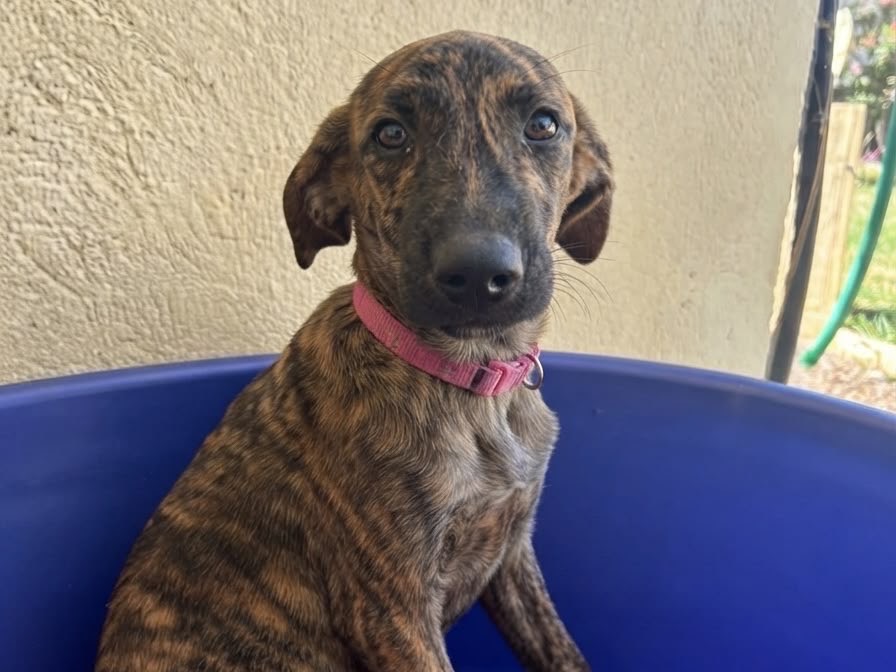 Adozione cane, femmina, Razza sconosciuta Razza sconosciuta, 6 mesi, taglia media contenuta, Sud