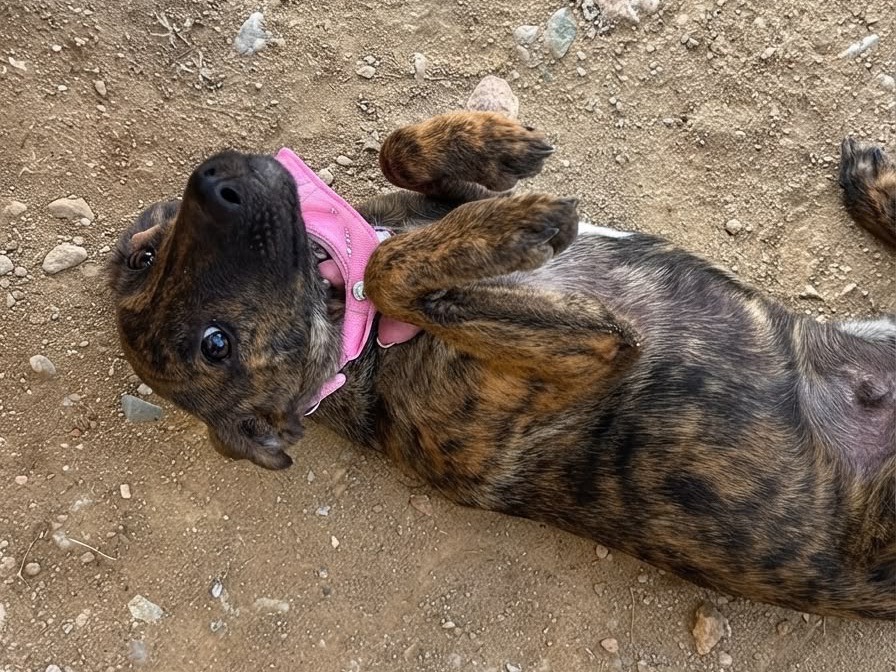 Adotta un cane, taglia media contenuta, femmina, Sud