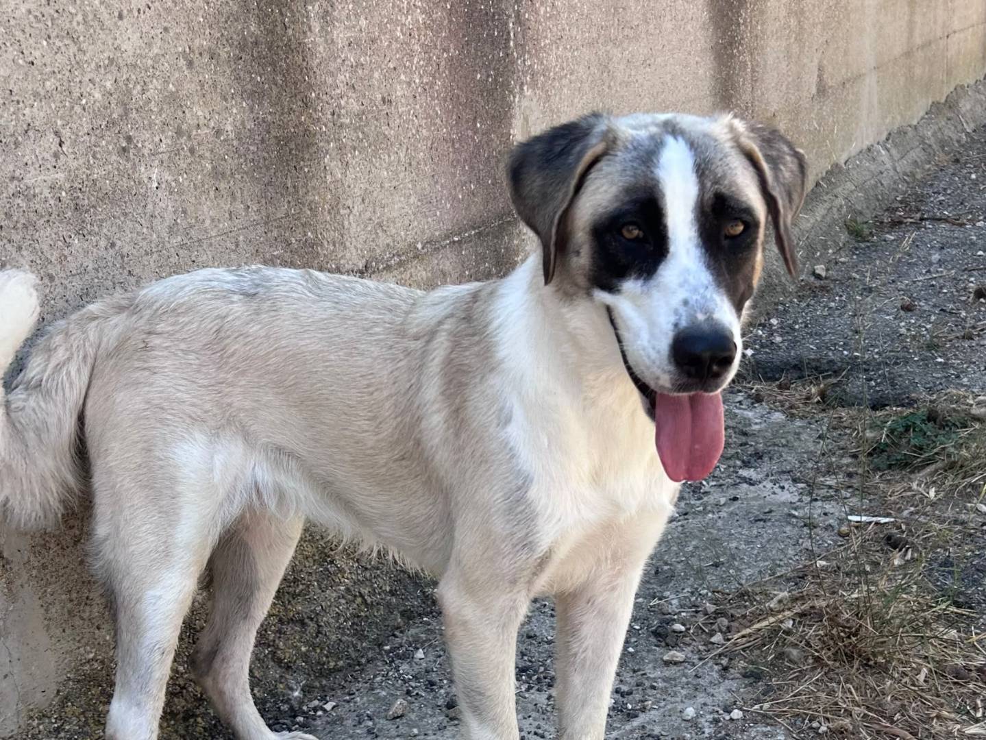 Adozione cane, femmina, Razza sconosciuta Razza sconosciuta, 9 mesi, taglia grande, Trapani