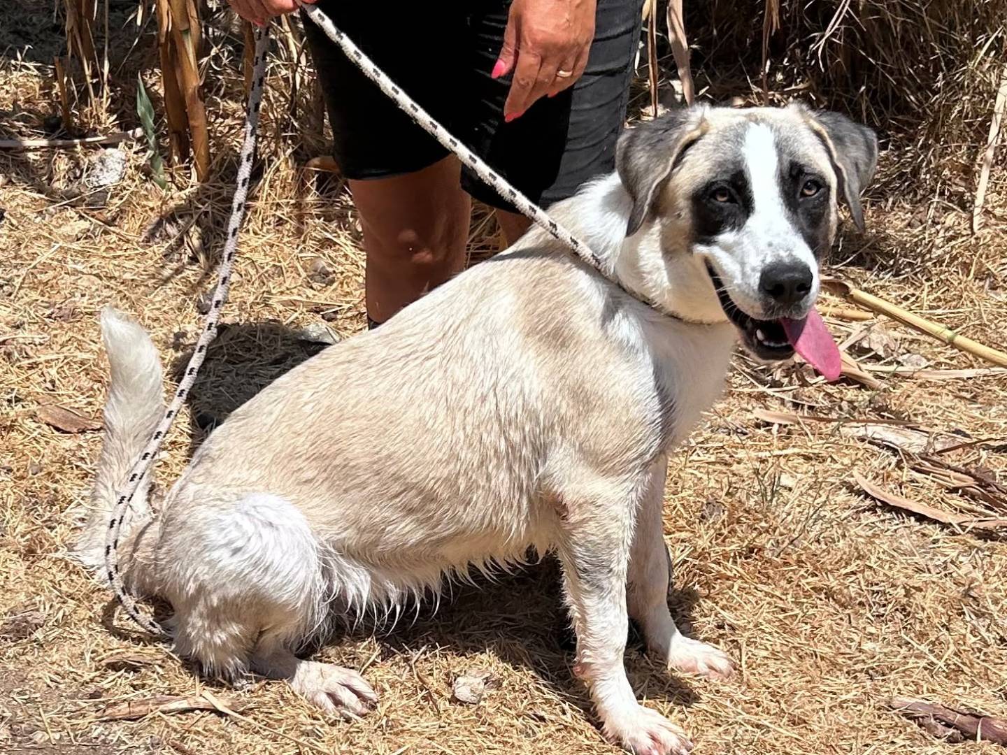 Adotta un cane, femmina, 9 mesi, Trapani