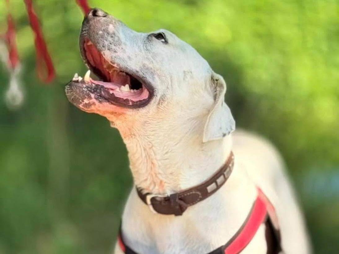 Adotta il cane Elah a Bergamo