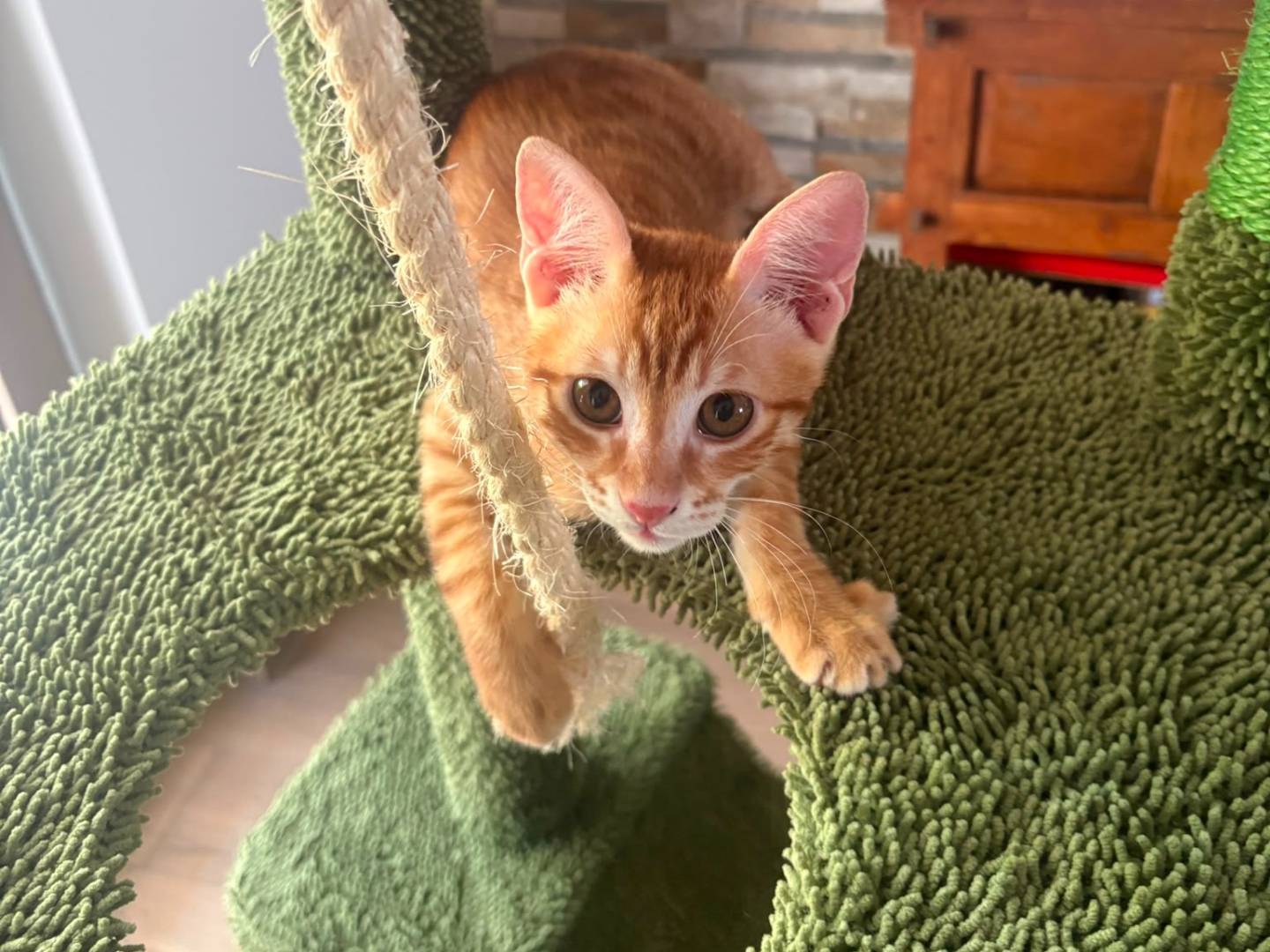 Adozione gatto, maschio, Razza sconosciuta Razza sconosciuta, 3 mesi, taglia non valida, Bari