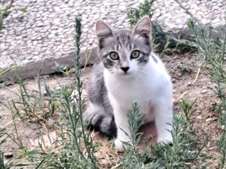 Adozione gatto, femmina, Razza sconosciuta Razza sconosciuta, 3 mesi, taglia non valida, Pavia