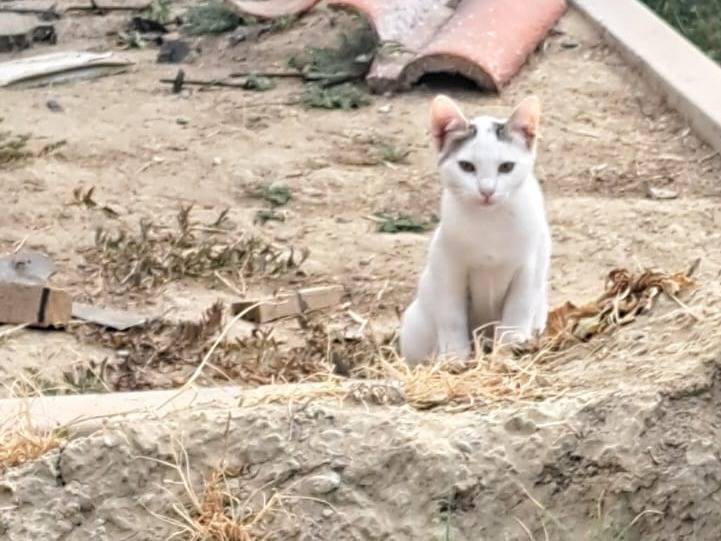Adotta un gatto, femmina, 3 mesi, Pavia