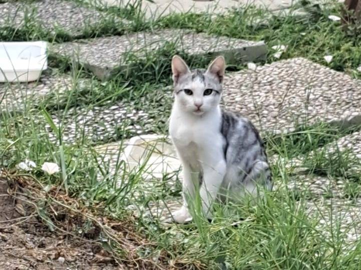 Adotta un gatto, taglia non valida, femmina, Pavia