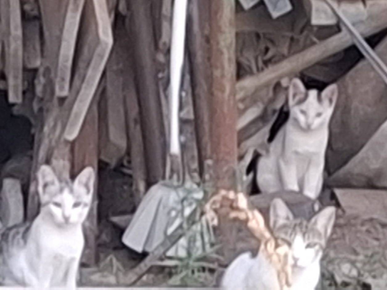 Vuoi adottare un gatto a Pavia?