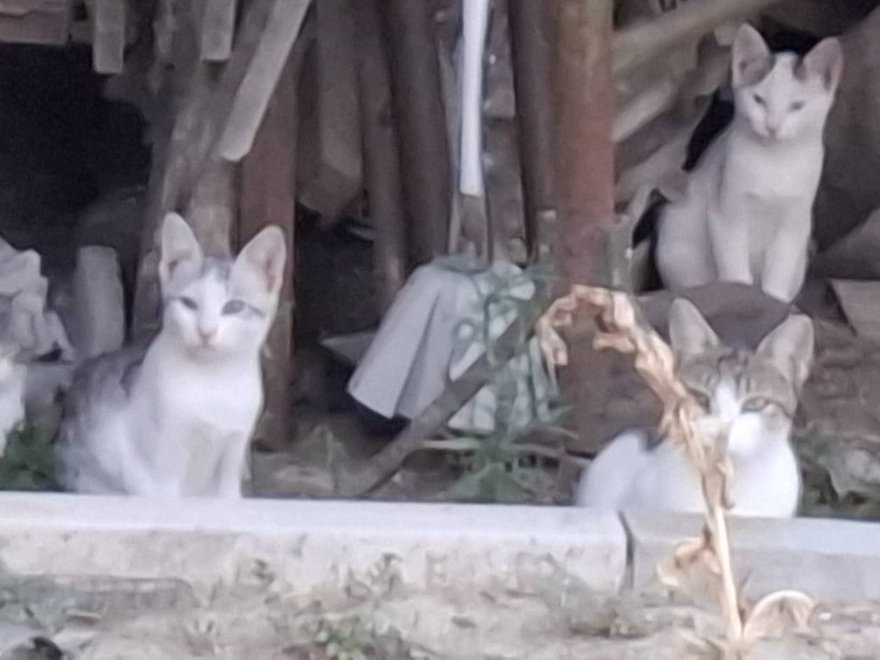 Adotta il gatto Mindy e fratellini a Pavia