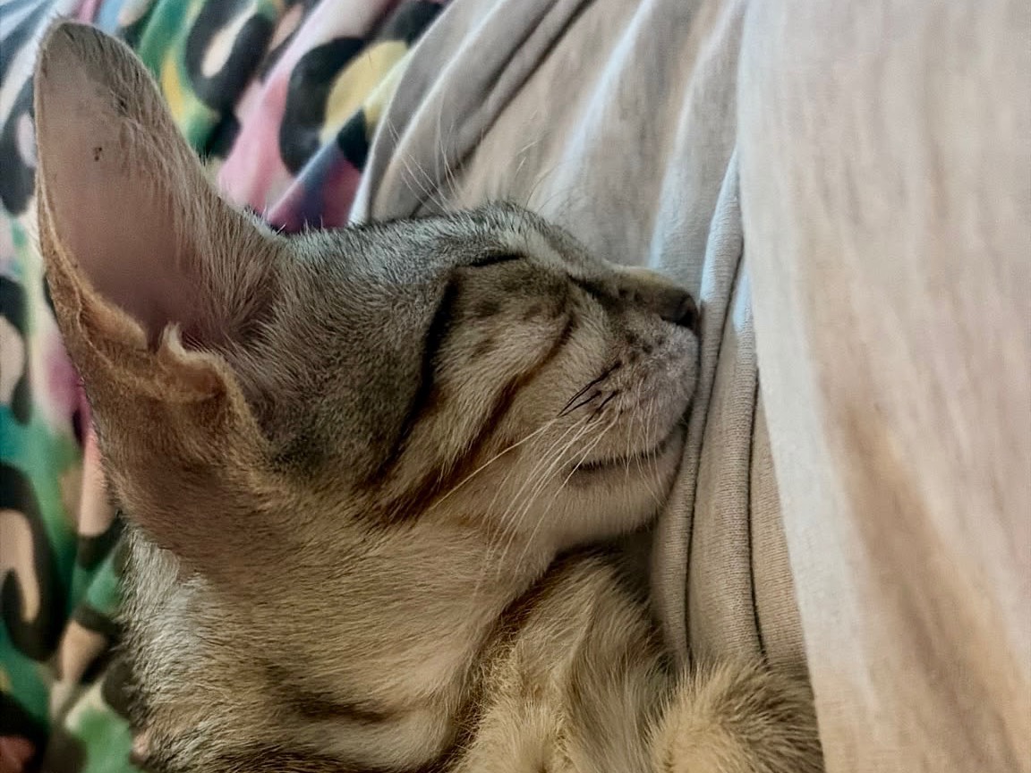 Adozione gatto, femmina, Razza sconosciuta Razza sconosciuta, 5 mesi, taglia non valida, Taranto