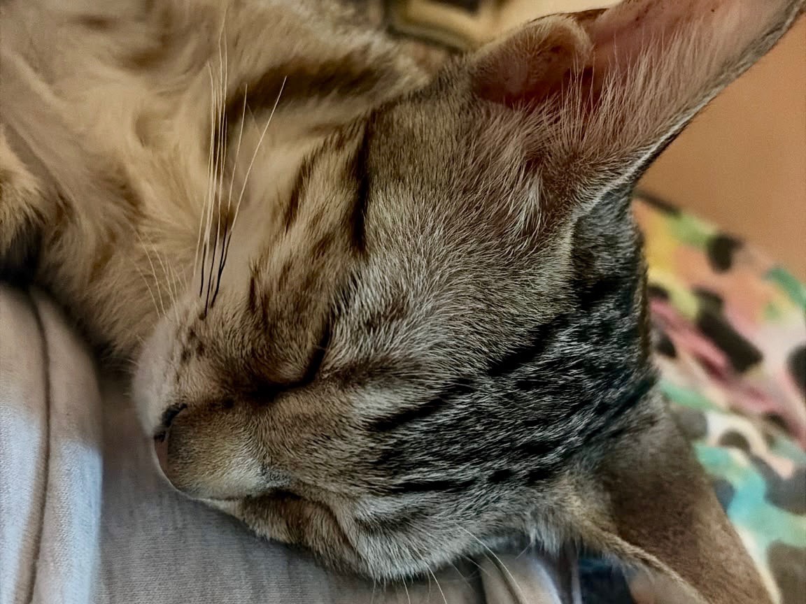 Adotta un gatto, femmina, 5 mesi, Taranto