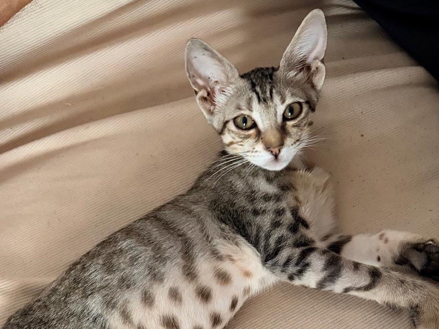 Adotta un gatto, taglia non valida, femmina, Taranto