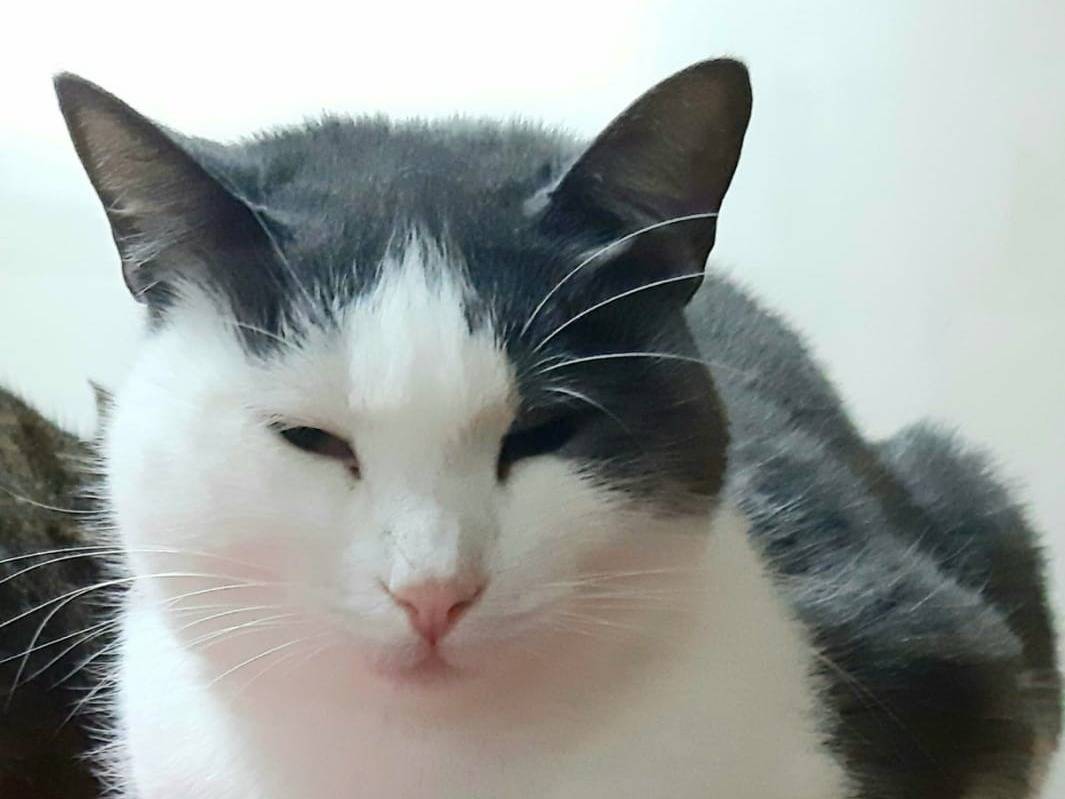 Adozione gatto, femmina, Razza sconosciuta Razza sconosciuta, 5 anni e 2 mesi, taglia non valida, Genova
