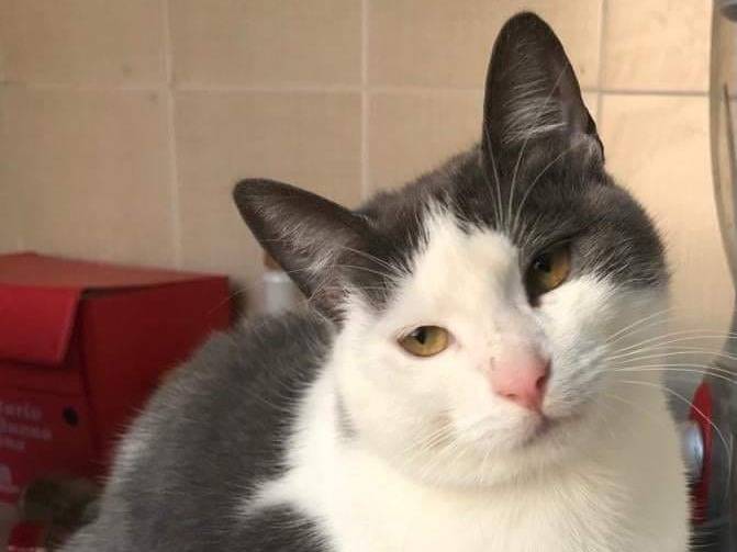 Vuoi adottare un gatto a Genova?