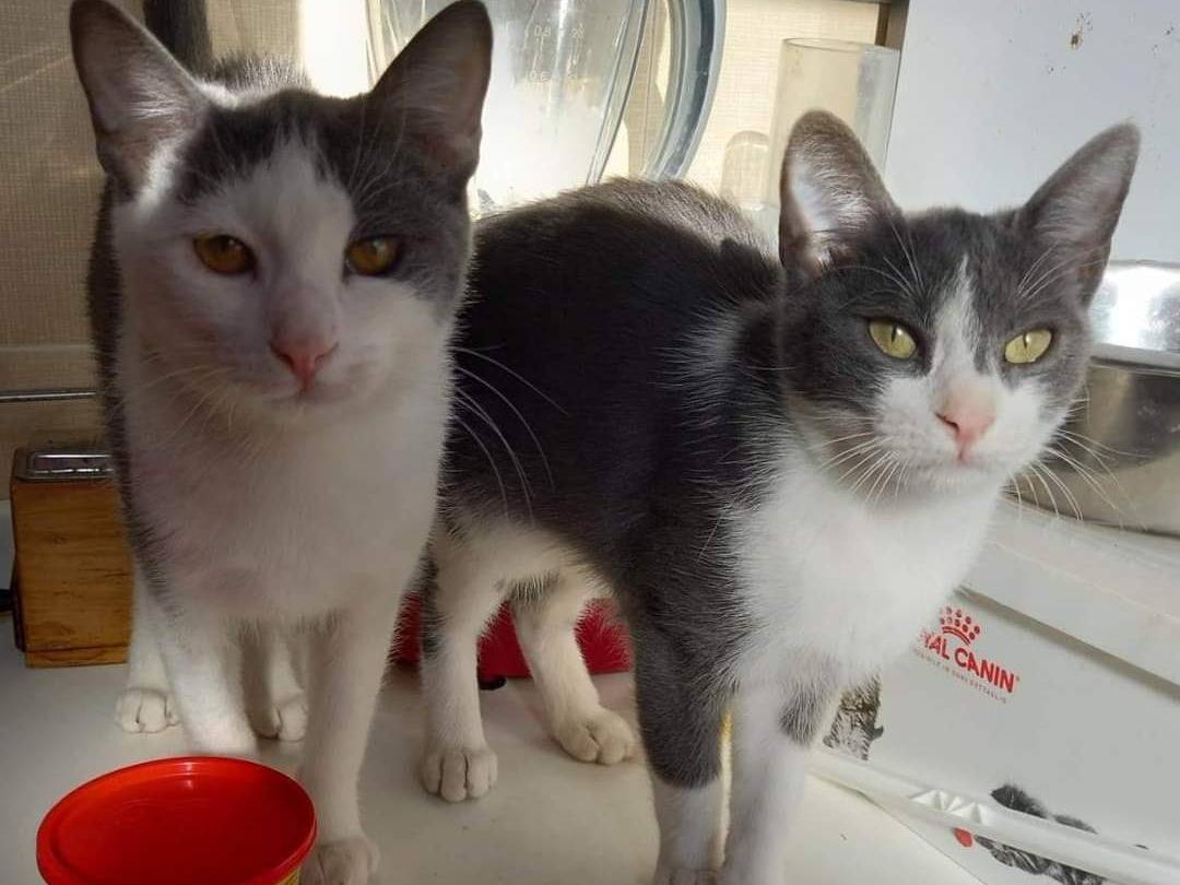 Adotta il gatto Piuma a Genova