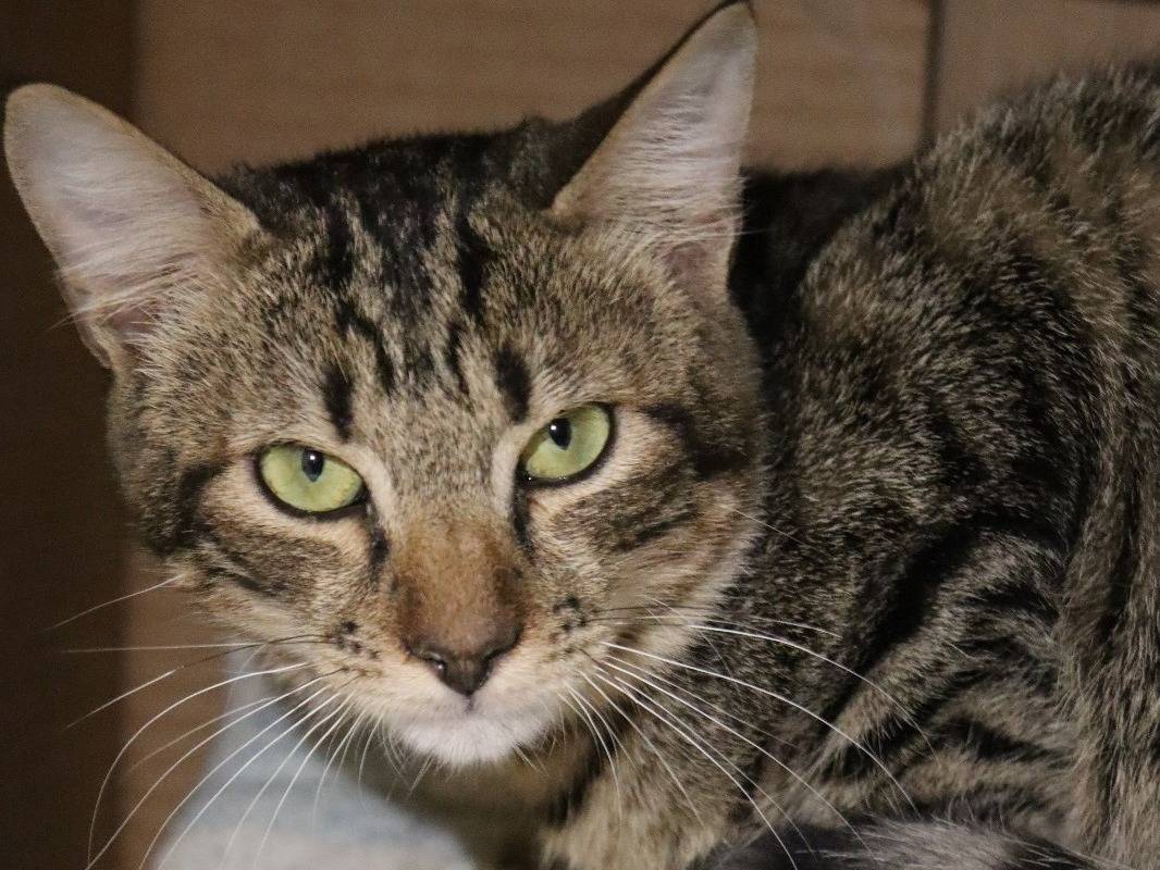 Adozione gatto, femmina, Razza sconosciuta Razza sconosciuta, 1 anno e 11 mesi, taglia non valida, Milano