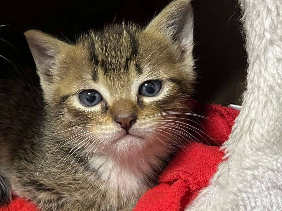Adozione gatto, maschio, Razza sconosciuta Razza sconosciuta, 4 mesi, taglia non valida, Brescia