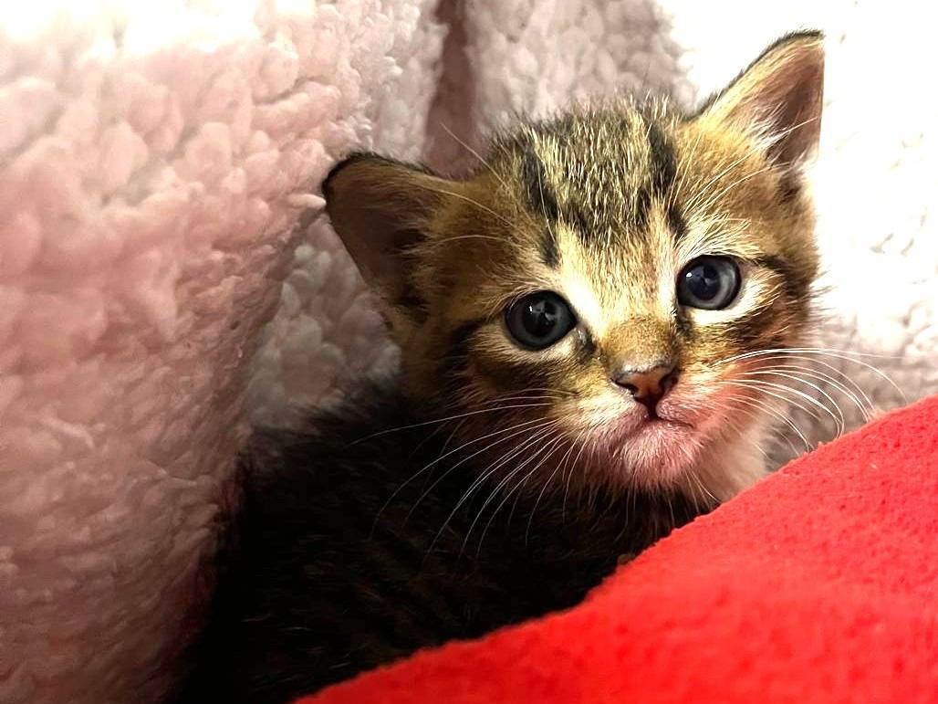 Adotta un gatto, maschio, 4 mesi, Brescia