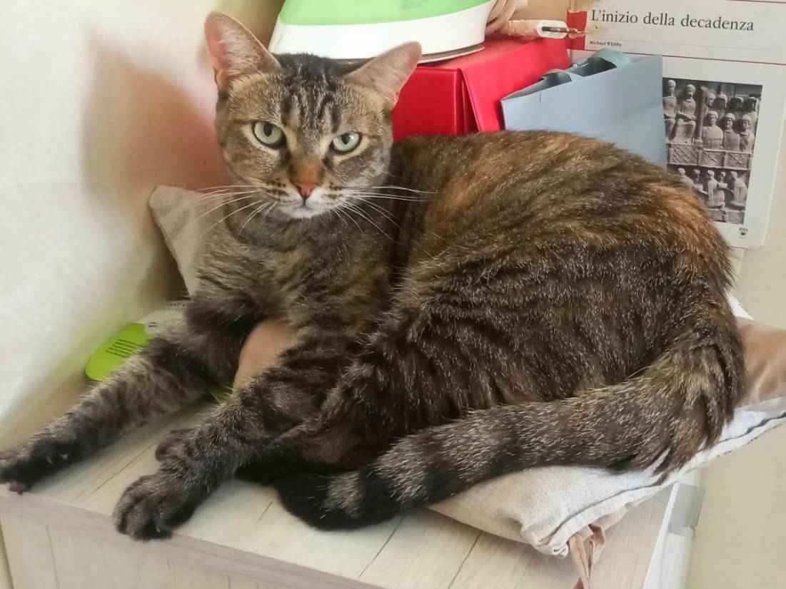 Adotta un gatto, femmina, 4 anni e 7 mesi, Milano