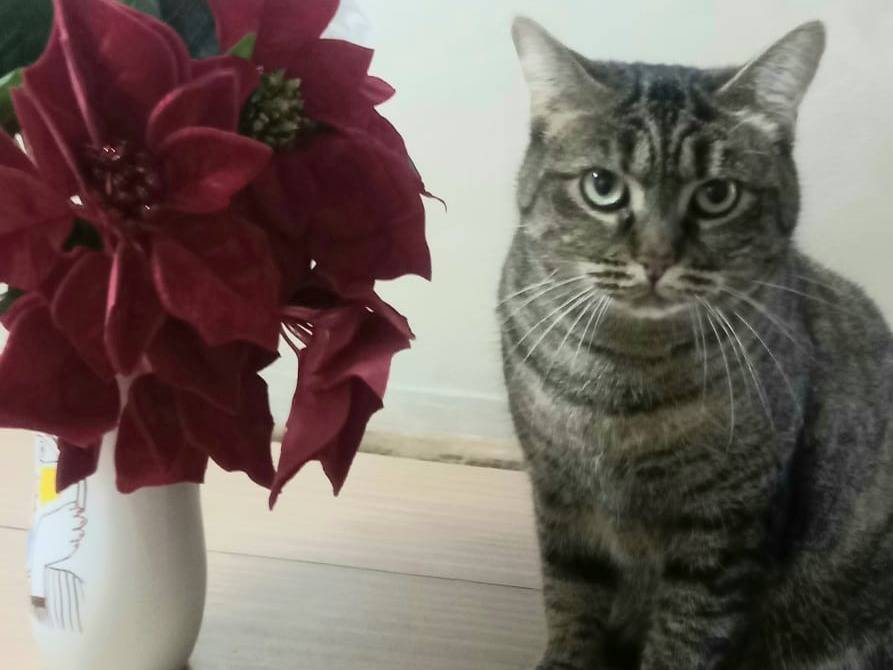 Adotta un gatto, taglia non valida, femmina, Milano