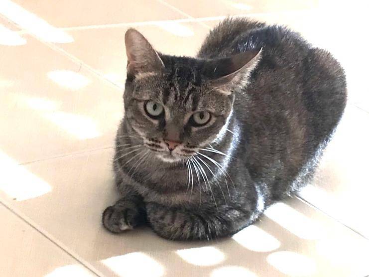 Vuoi adottare un gatto a Milano?